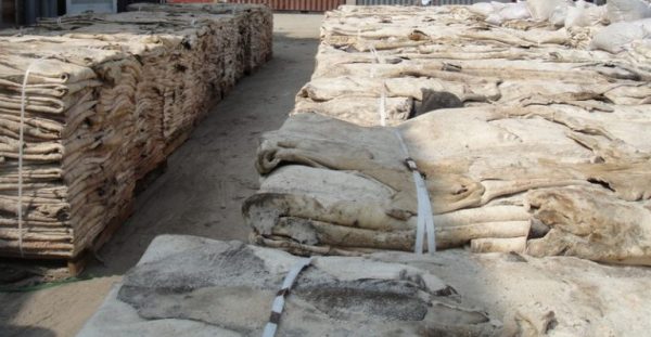 Dry / Wet Salted Donkey Hide - Image 3