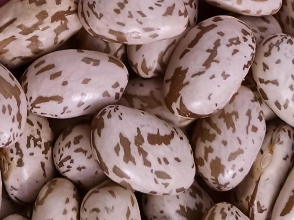 Pinto Beans - Image 2