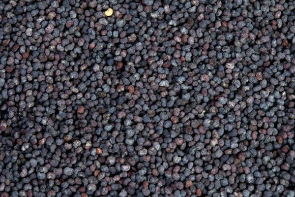 BLUE POPPY SEEDS - Image 4
